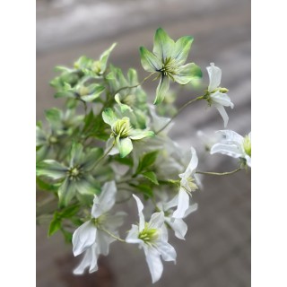 CLEMATIS ZIELEŃ/BIEL