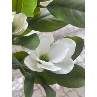 MAGNOLIA BIAŁA