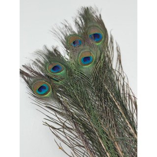 PIÓRA PAWIE 10szt /OPAKOWANIE